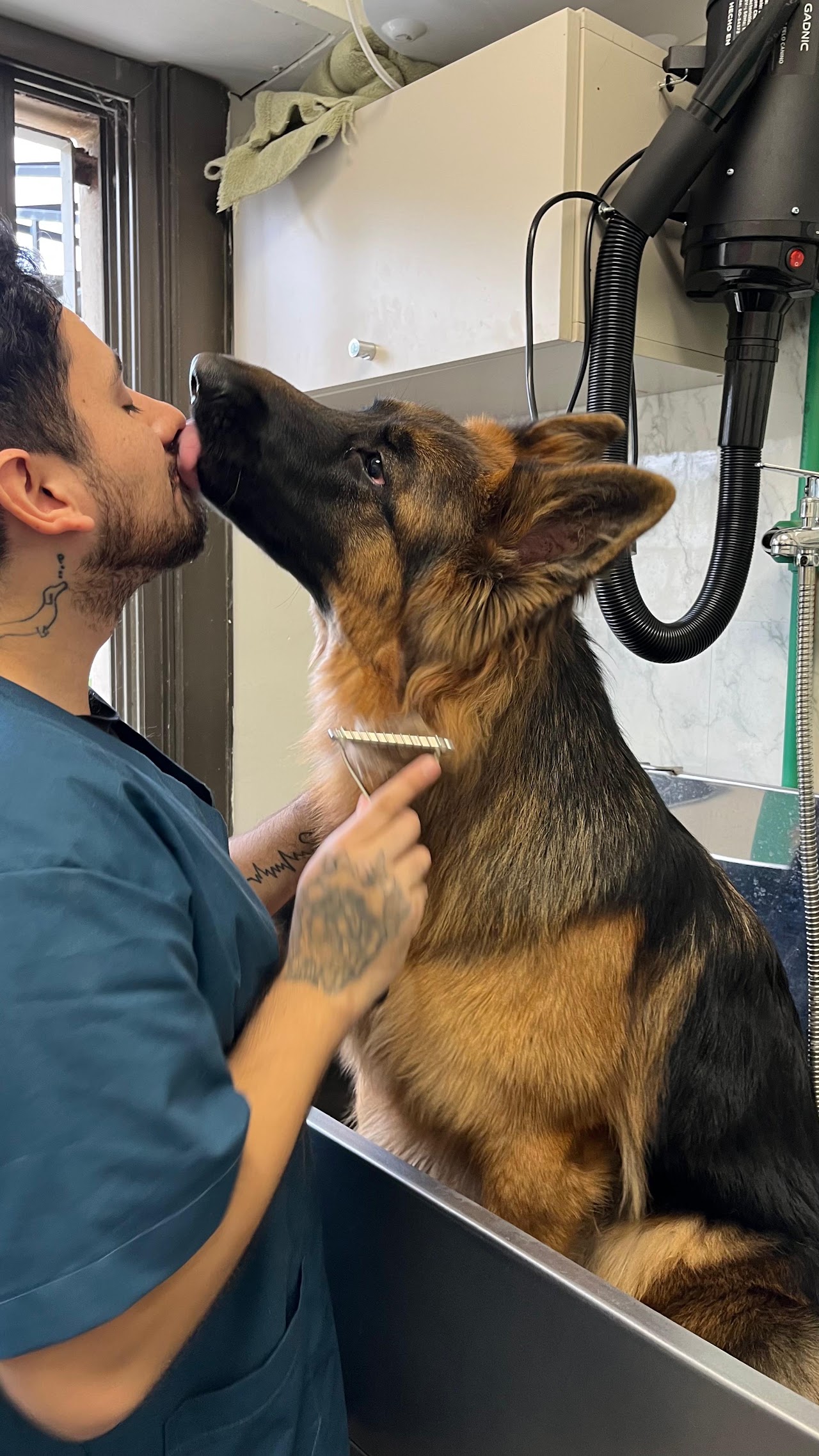 Atención a paciente canino en PreVet