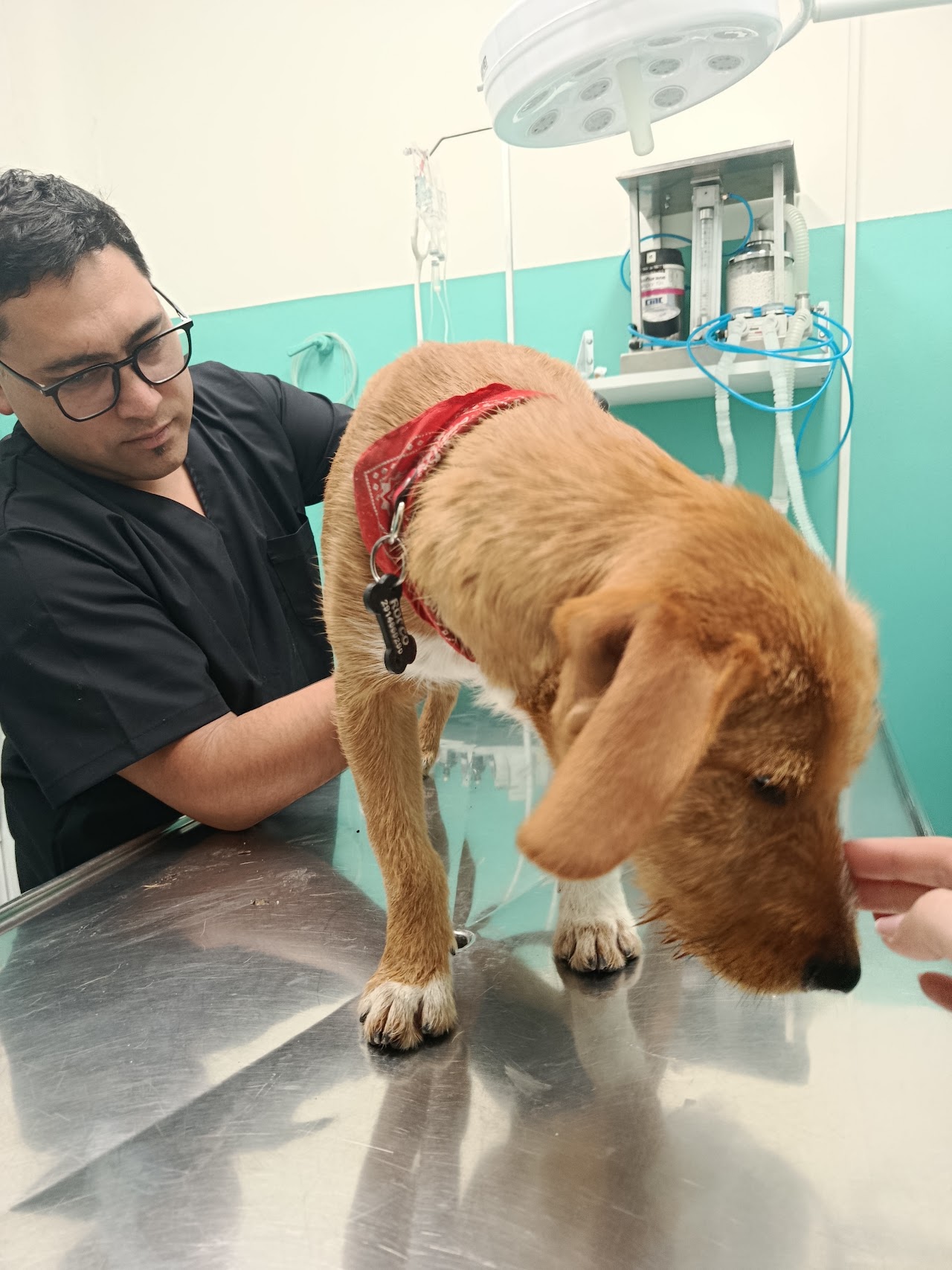 Veterinario de PreVet revisando a un cachorro